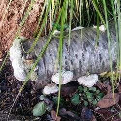 Plants growing on field