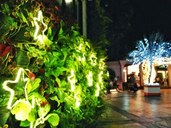 Close-up of christmas tree at night