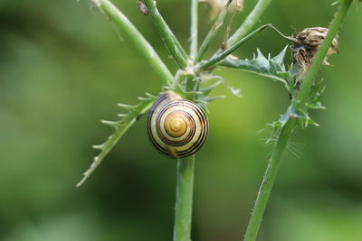 Close-up of snail on leaf