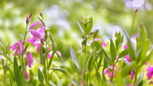 Close-up of purple flowering plant