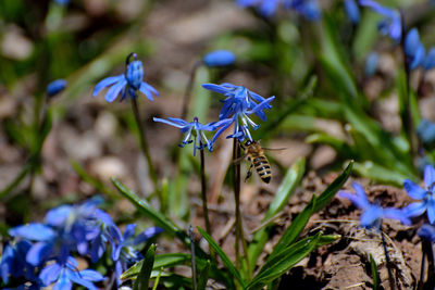 Close-up of purple flowering plant