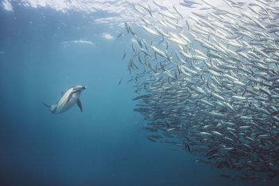 Dolphin and school of fish swimming in sea