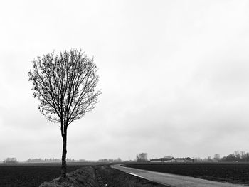Bare tree by road against sky