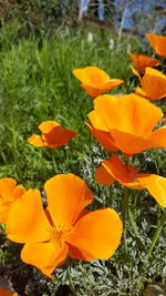 Close-up of orange flowers blooming outdoors