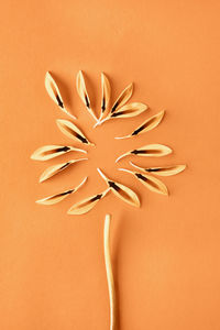 Petals on orange background