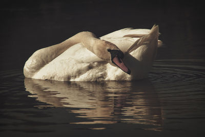 Swan swimming in a lake