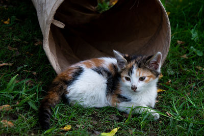 Portrait of cat relaxing on field