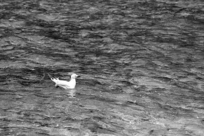 High angle view of seagull swimming in sea