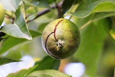 Close-up of fruit growing on tree