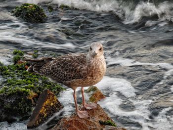 Seagull perching on rock in sea