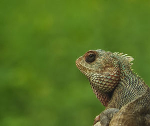 Close-up of lizard