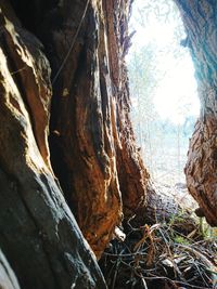 Low angle view of tree trunks in forest