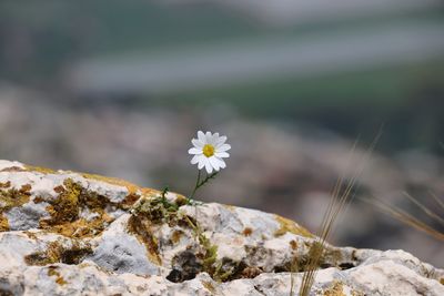 Close-up of white flowering plant on rock