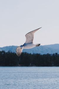 Seagull flying over sea against sky