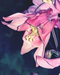 Close-up of butterfly on pink flower