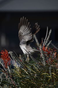 Close-up of bird perching outdoors