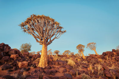 Plant growing on rock against sky