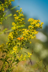 Close-up of yellow flowering plant