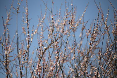 Close-up of plants against clear sky