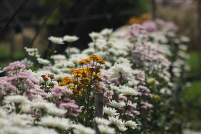 Close-up of bee pollinating on flower