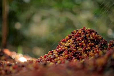 Close-up of berries growing on plant