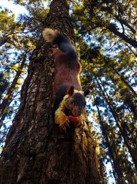 Low angle view of squirrel on tree trunk