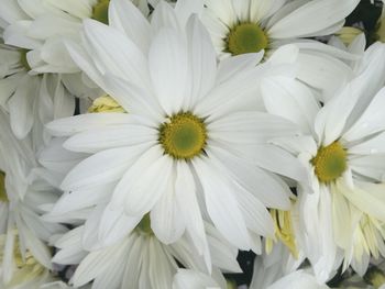 Close-up of white flowers blooming outdoors