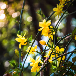 Close-up of yellow flowers