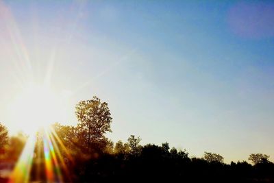 Sun shining through trees