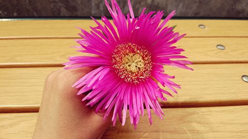 Close-up of hand holding pink flower