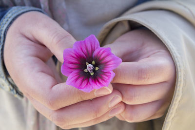 Midsection of woman holding pink flower