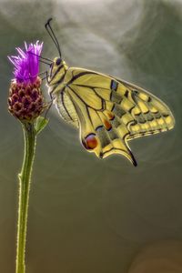 Close-up of butterfly on purple flower