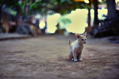 Close-up of cat