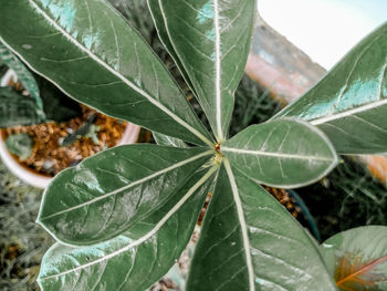 High angle view of fresh green leaves