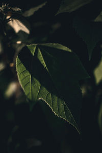 Close-up of fresh green leaves