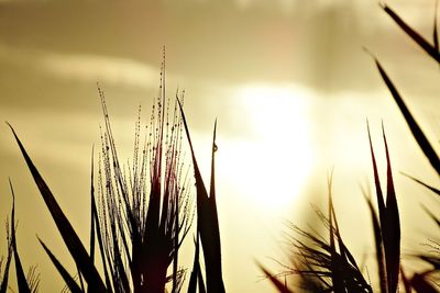 Close-up of plants against sunset sky