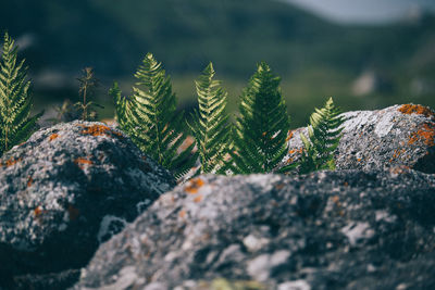 Close-up of moss growing on rock