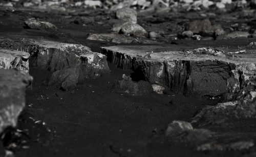 Close-up of crab on rock