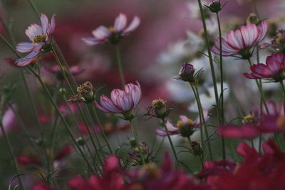 Close-up of pink flowering plants