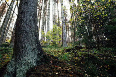 Trees in forest