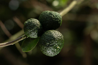 Close-up of fruit growing on tree