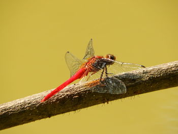 Close-up of dragonfly on twig