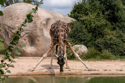 Full length of a horse drinking water