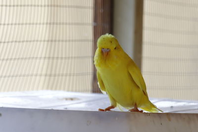 Yellow parrot in the cage.