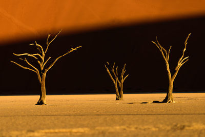 Close-up of bare tree on desert