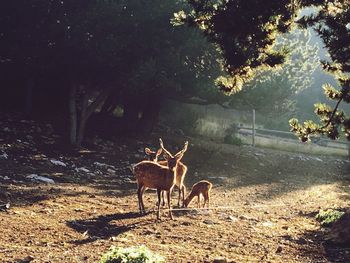 Deer on illuminated forest at night