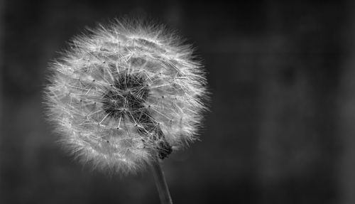 Close-up of dandelion against blurred background