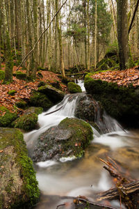Stream flowing through rocks in forest