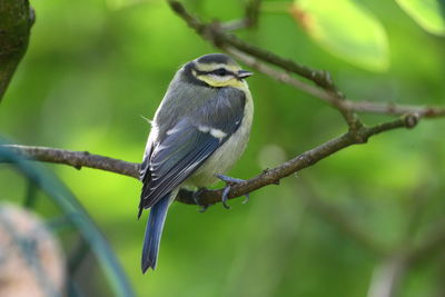 Close-up of bird perching on branch