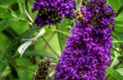 Close-up of bee on purple flowers